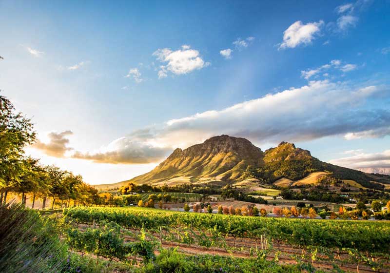 South African Wine: A Tapestry of Heritage, Soil and Sun
