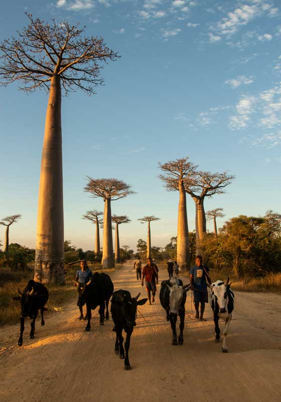 Magical Madagascar: Where Nature Writes Its Own Fairytale