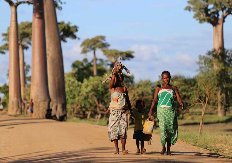 Magical Madagascar: Where Nature Writes Its Own Fairytale