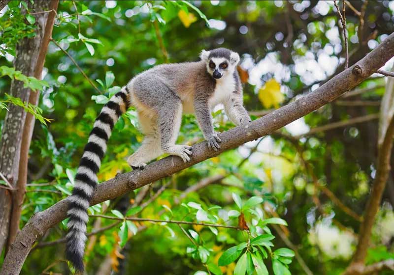 Magical Madagascar: Where Nature Writes Its Own Fairytale
