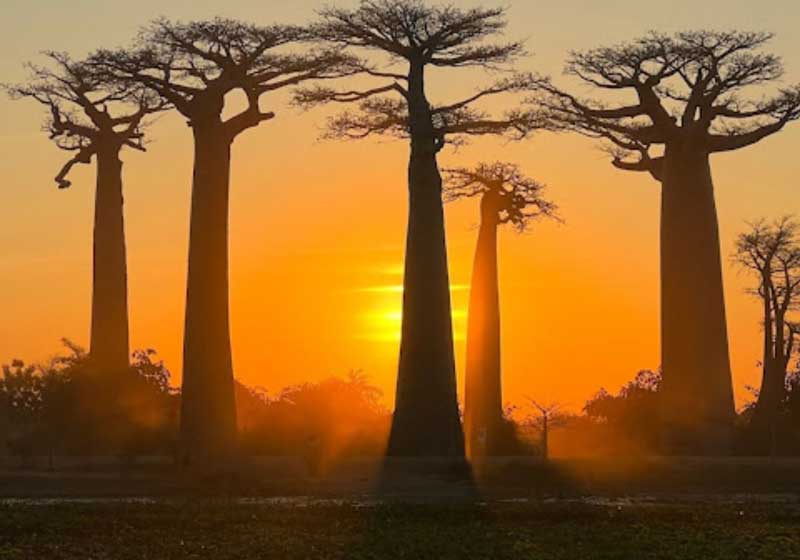 Magical Madagascar: Where Nature Writes Its Own Fairytale