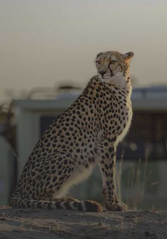 Where to Find Your African Safari in Australia