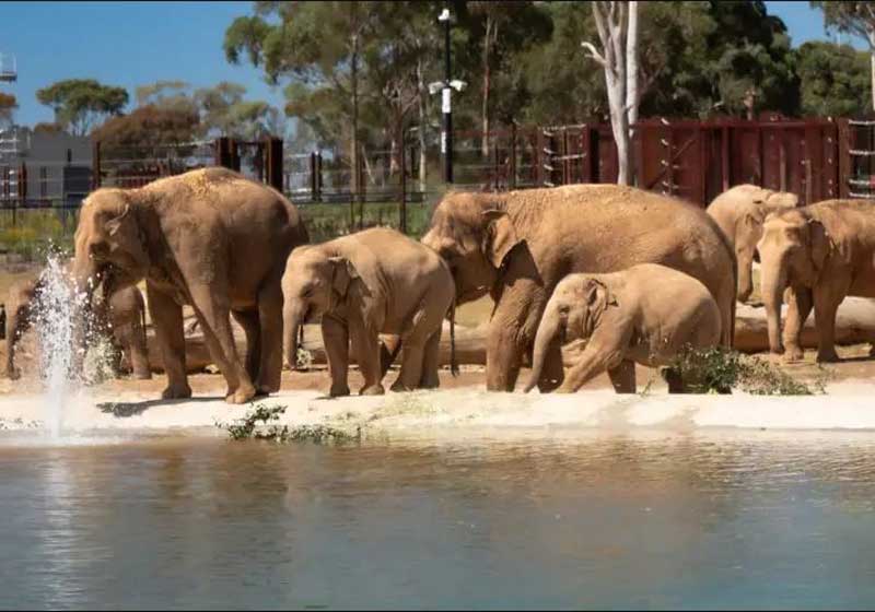 Where to Find Your African Safari in Australia