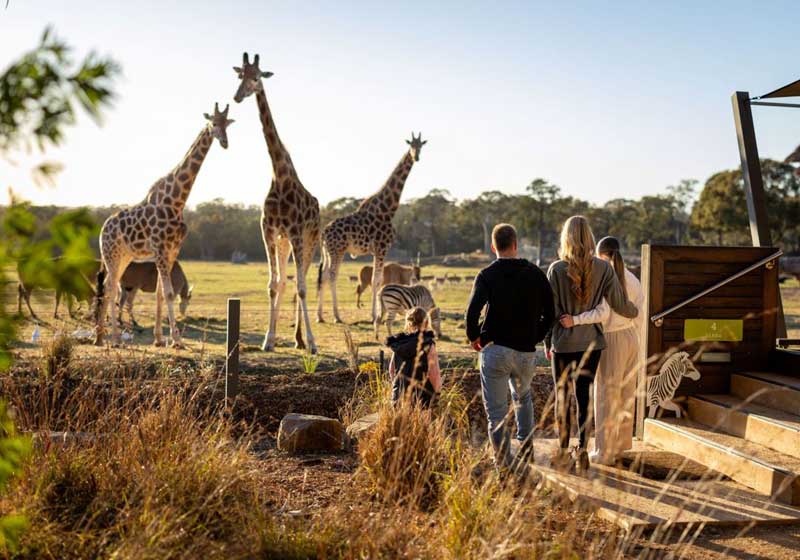 Where to Find Your African Safari in Australia
