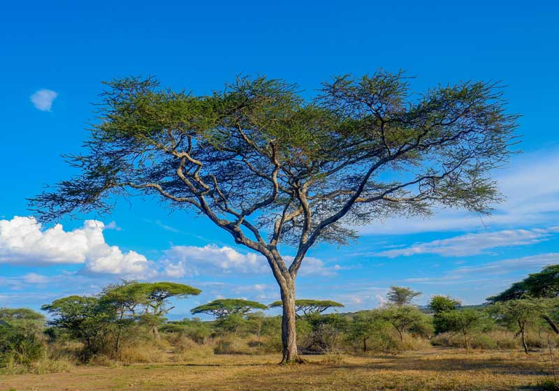 Natural Wonders of Africa: A Continent of Untamed Beauty