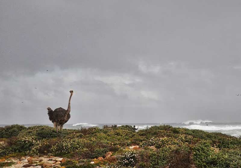Ethical African Game Meat: A Taste of the Wild, A Journey of the Soul