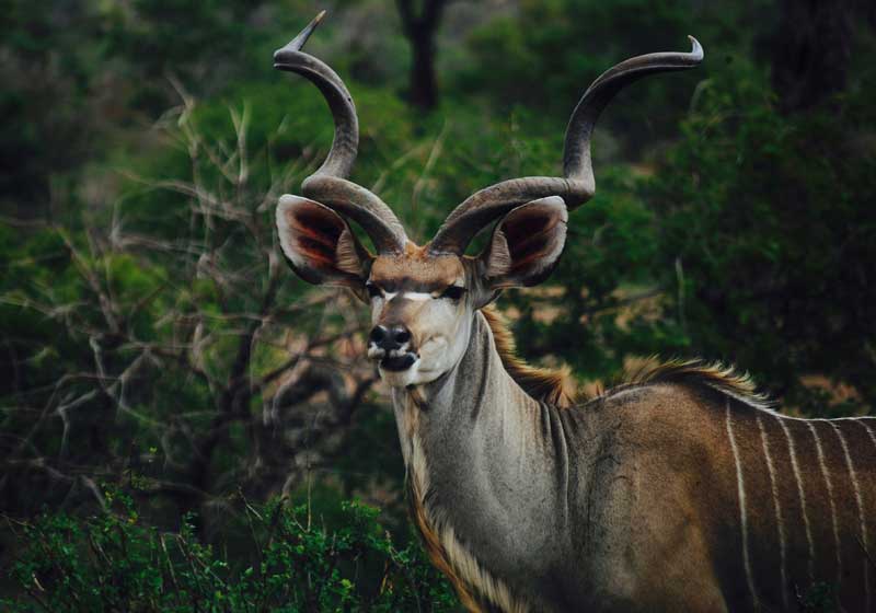 Ethical African Game Meat: A Taste of the Wild, A Journey of the Soul