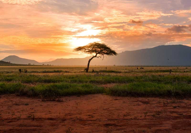 Ethical African Game Meat: A Taste of the Wild, A Journey of the Soul