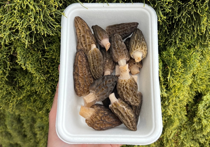 Savour the Rare Delight of Gramco Fungi’s Homegrown Morel Mushrooms