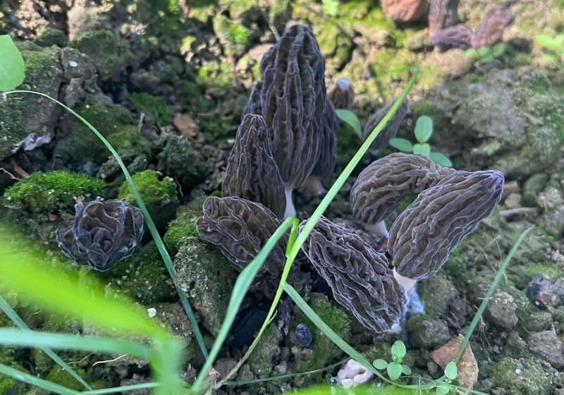 Savour the Rare Delight of Gramco Fungi’s Homegrown Morel Mushrooms