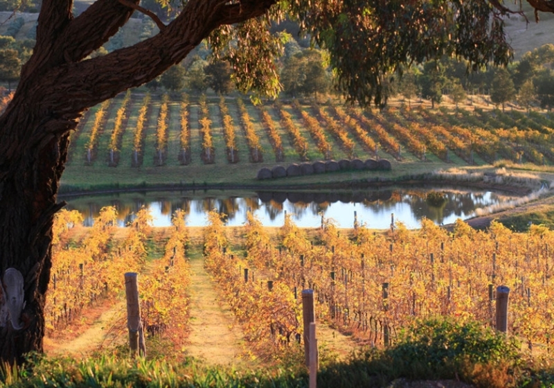 Savour the Flavours: The Best Places to Bring Out-of-Towners for a Taste of Here