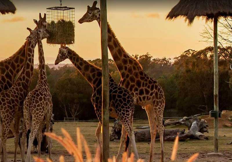 Savour the Flavours of Africa