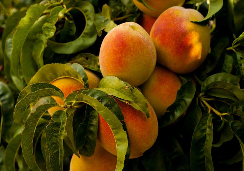 Fresh and In Season: Peaches + 3 Recipes
