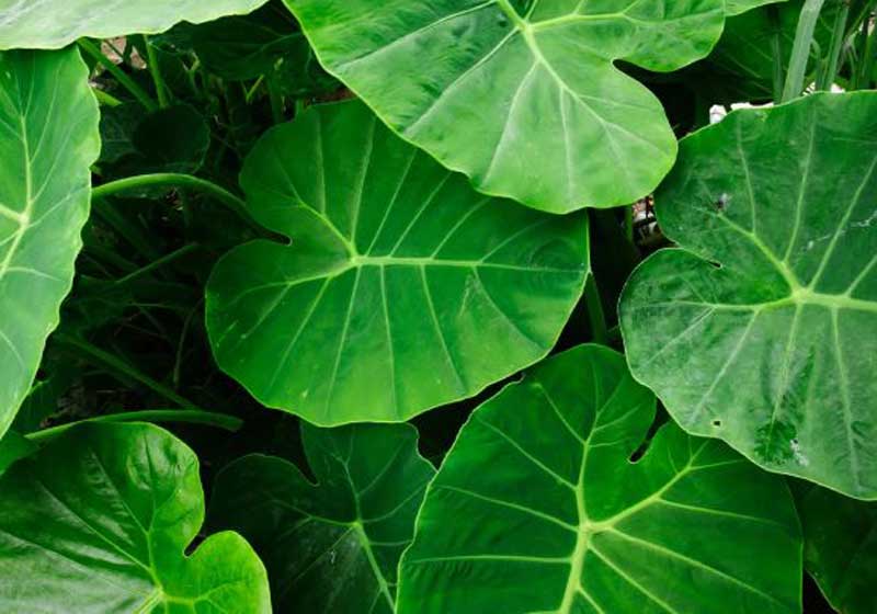The Soul of the Pacific: A Journey Through Island Plant-based Cuisine