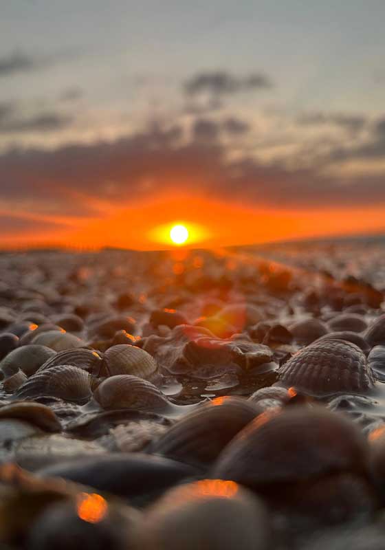 Shells of Change: The Quiet Sustainability of Pacific Island Shellfish