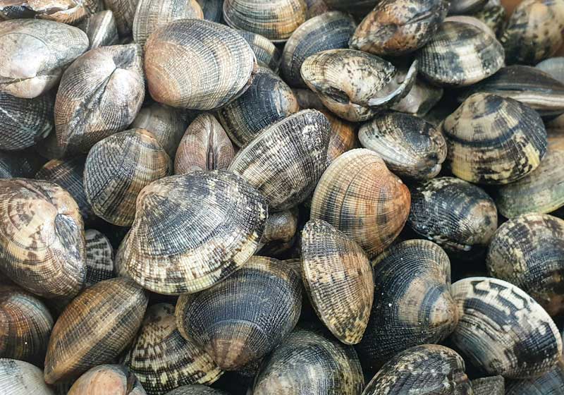 Shells of Change: The Quiet Sustainability of Pacific Island Shellfish