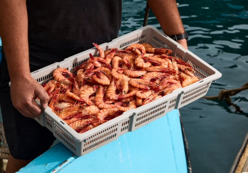 The Coastal Town Growing the Flavours of the Whitsundays
