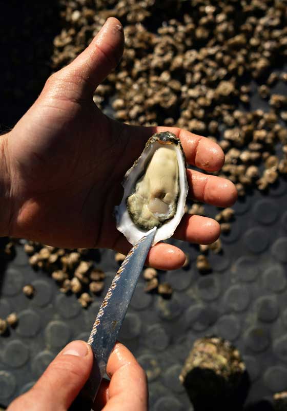 The Coastal Cook’s Toolkit: Pans, Grills & Gadgets Built for Seafood