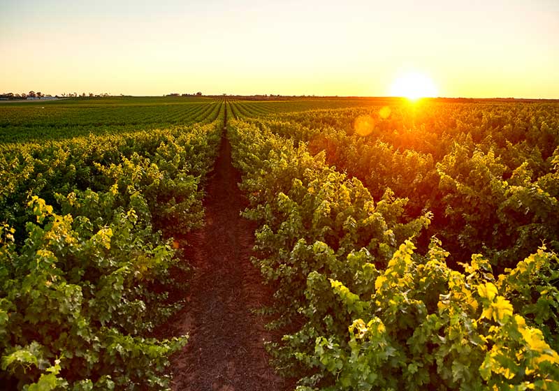 Future Vintage: How Oxford Landing Is Pioneering a Greener Era of Winemaking