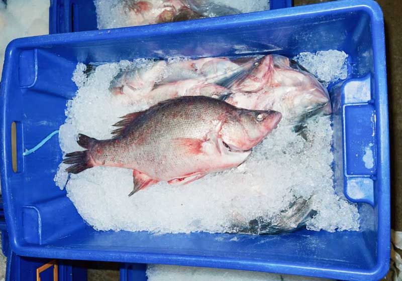 From Tide to Table: The Best Fresh Seafood Markets Around the World