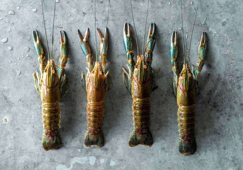 From Tide to Table: The Best Fresh Seafood Markets Around the World