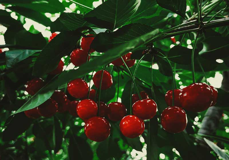 Fresh and In Season: How to Choose, Store and Cook with Cherries + 3 Delicious Summer Recipes