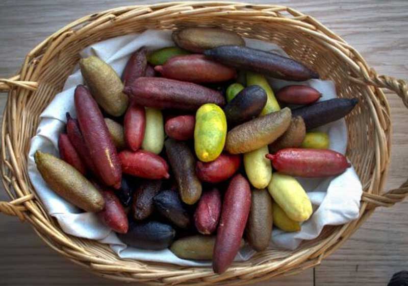 Bush Tucker & Brandy Custard: Indigenous Ingredients Are Rewriting the Festive Menu