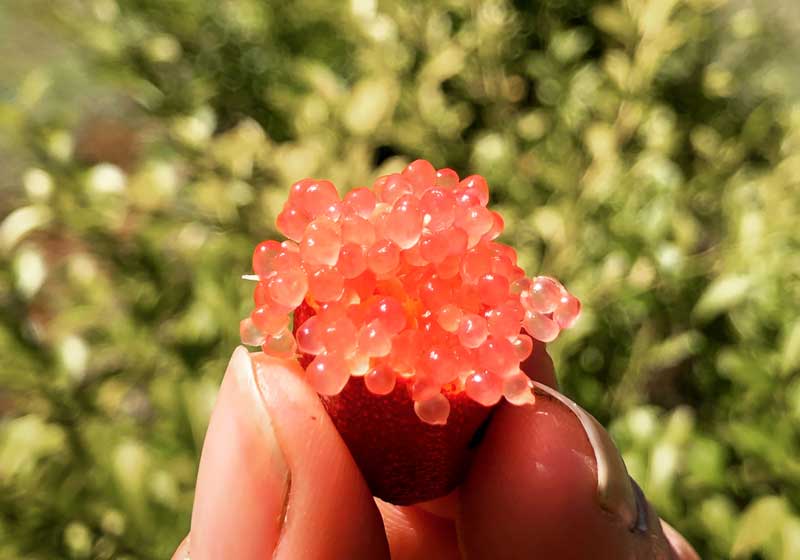 Bush Tucker & Brandy Custard: Indigenous Ingredients Are Rewriting the Festive Menu