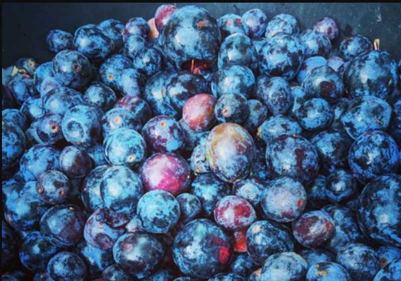 Bush Tucker & Brandy Custard: Indigenous Ingredients Are Rewriting the Festive Menu