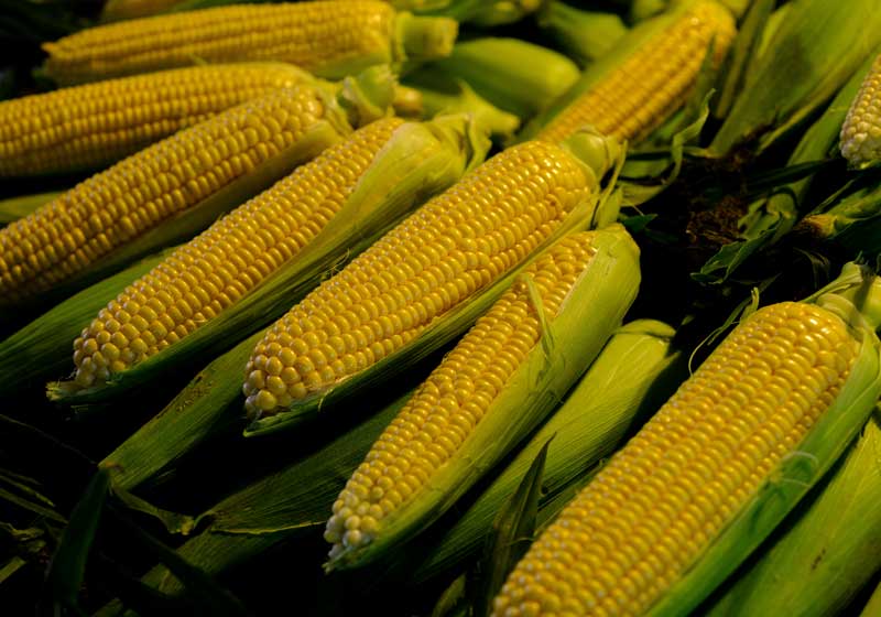 Fresh and In-season Corn: How to Choose, Store and Cook It + 3 Delicious Summer Recipes