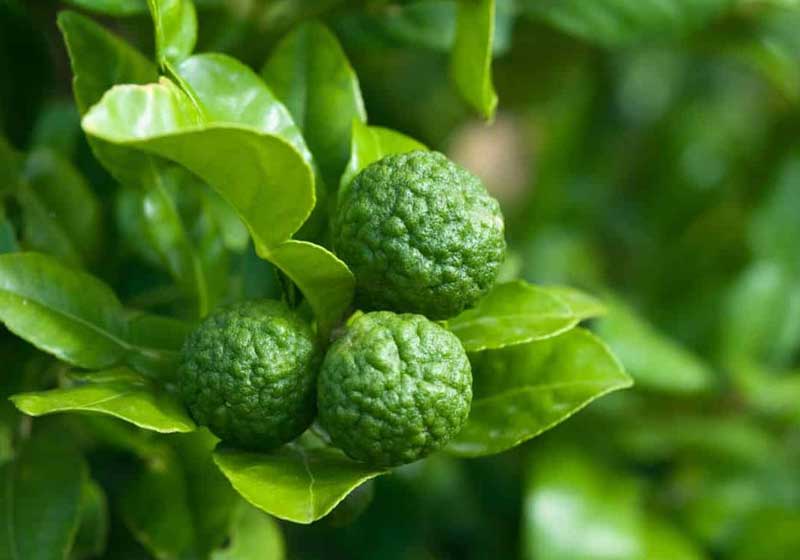 Flavour Forecast 2026: The Ingredients Stirring Tomorrow