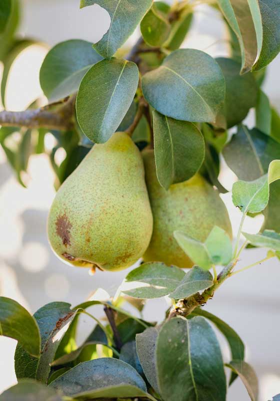 Fresh and In Season: Pears + 3 Recipes
