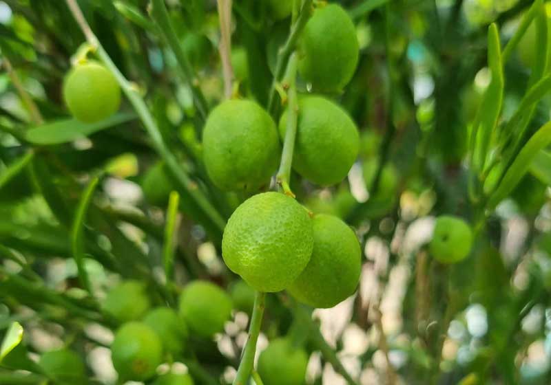 Australia on a Plate: Regional Ingredients for a Truly Local Lunch
