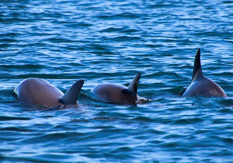 Kid-friendly Holidays in Australia: Top Family Getaways & Easy Travel Tips