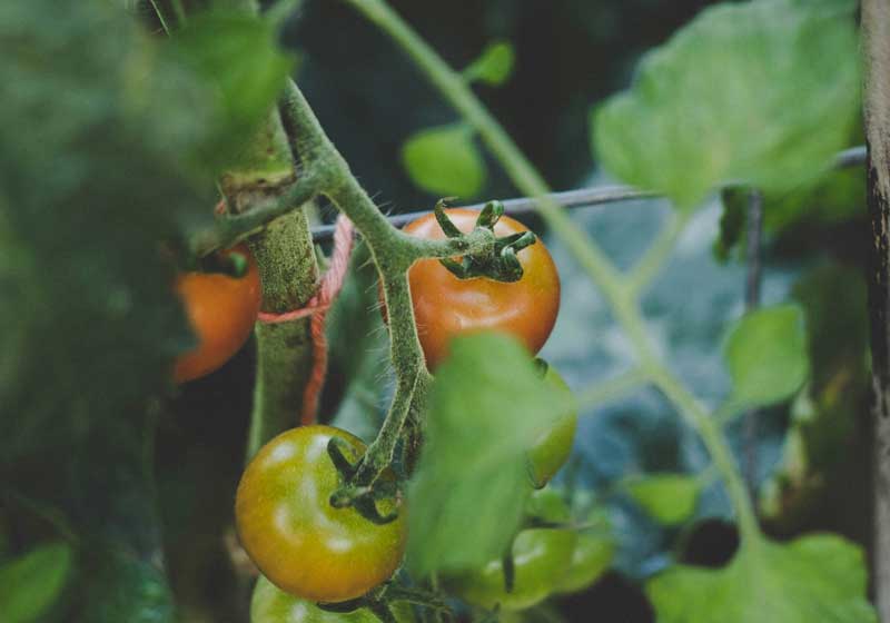 The New Luxury: Eating What You Grow