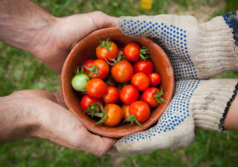 From Soil to Supper: Could ‘Grow It, Cook It, Share It’ Redefine Australian Dining?