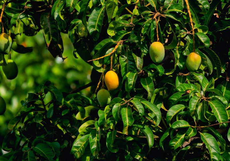 From Soil to Supper: Could ‘Grow It, Cook It, Share It’ Redefine Australian Dining?