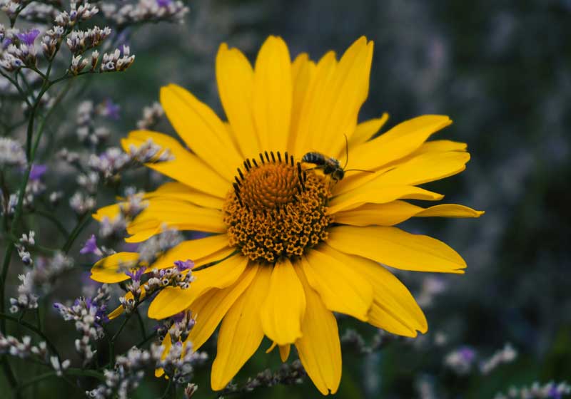 From Soil to Supper: Could ‘Grow It, Cook It, Share It’ Redefine Australian Dining?