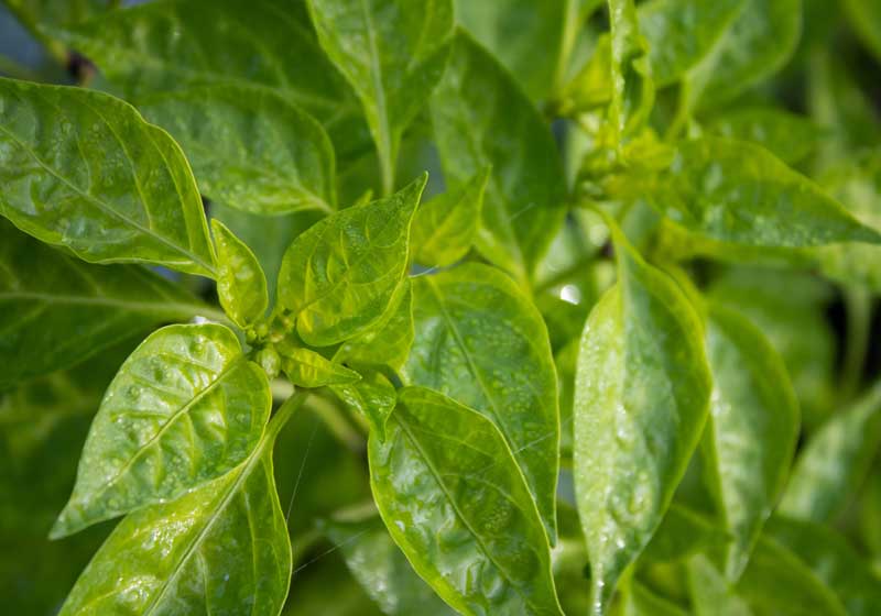 Guide to Planting with Purpose: Companion Gardening for a Thriving Backyard