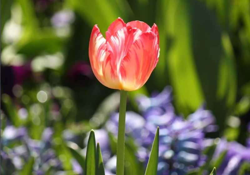 Australian Garden Festivals 2026: Dates, Highlights & Must-Visit Blooms Across the Country