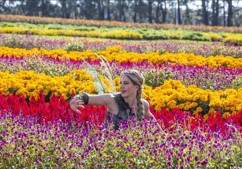Australian Garden Festivals 2026: Dates, Highlights & Must-Visit Blooms Across the Country
