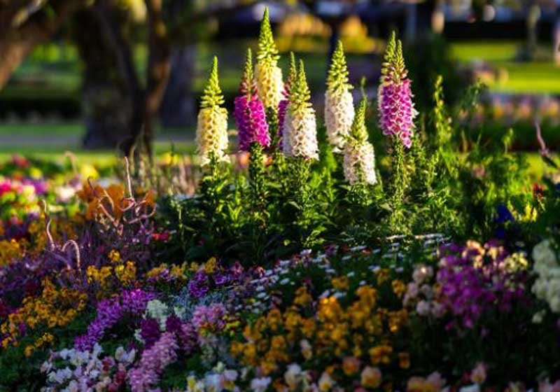 Australian Garden Festivals 2026: Dates, Highlights & Must-Visit Blooms Across the Country