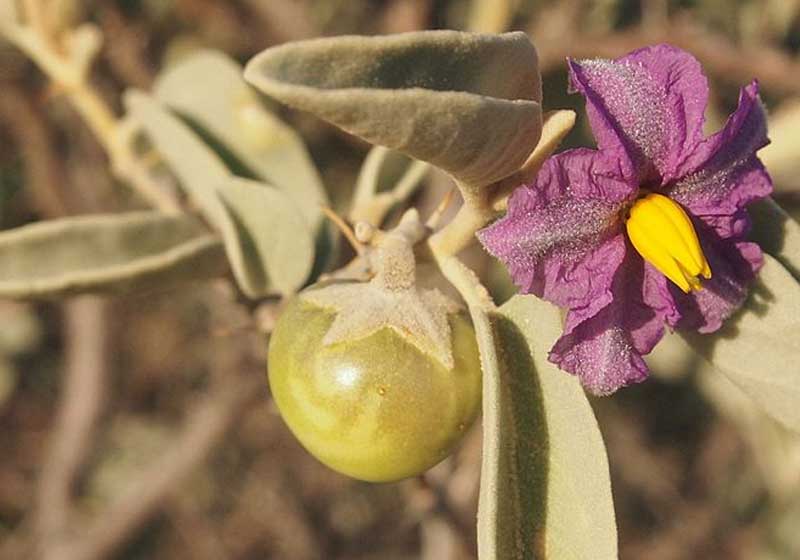 The Forager’s Table: Wild Food Redefining Modern Australian 'Local' Cuisine