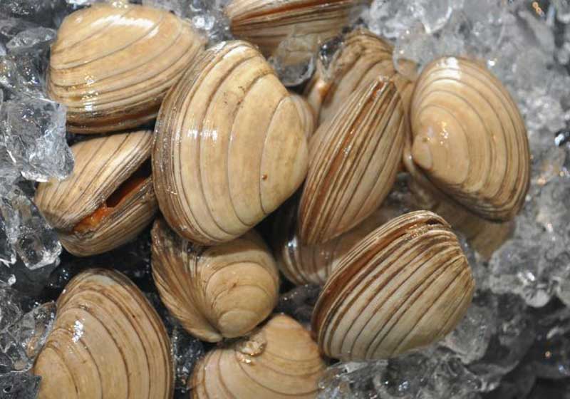 The Forager’s Table: Wild Food Redefining Modern Australian 'Local' Cuisine