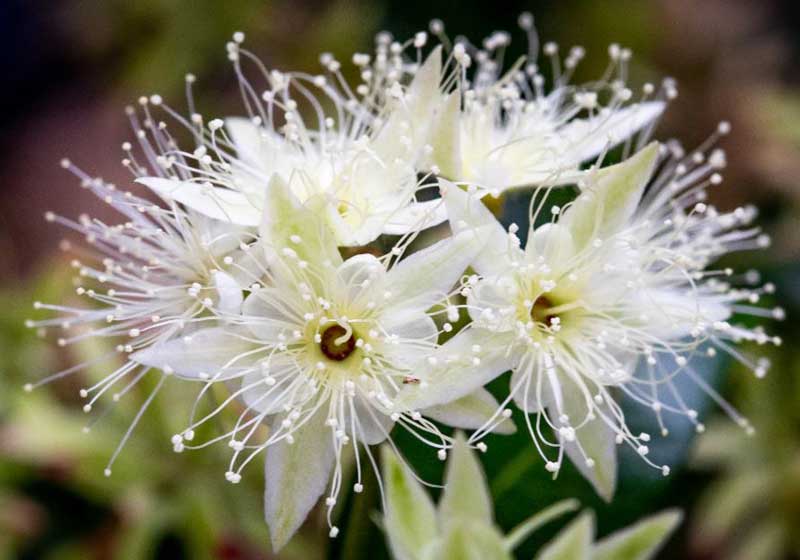 The Forager’s Table: Wild Food Redefining Modern Australian 'Local' Cuisine