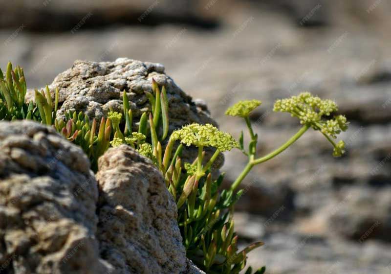The Forager’s Table: Wild Food Redefining Modern Australian 'Local' Cuisine