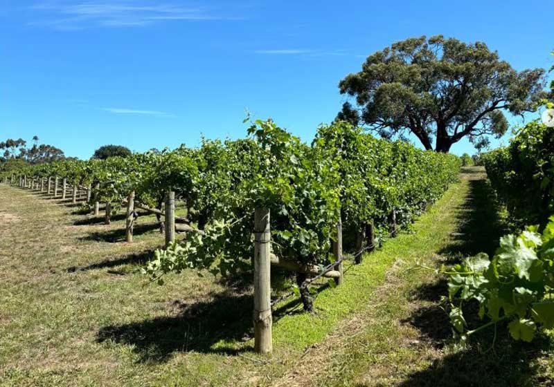Organic Wines in Australia: Difference, Taste, Provenance & Top Producers
