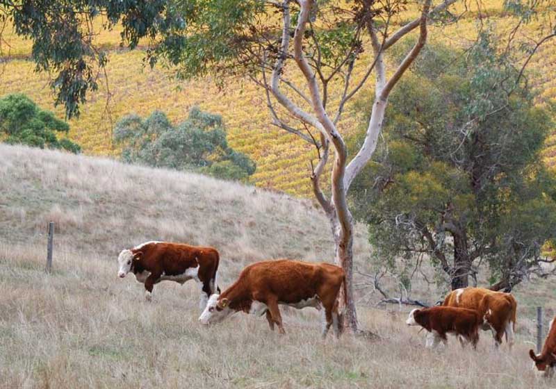 Organic Wines in Australia: Difference, Taste, Provenance & Top Producers