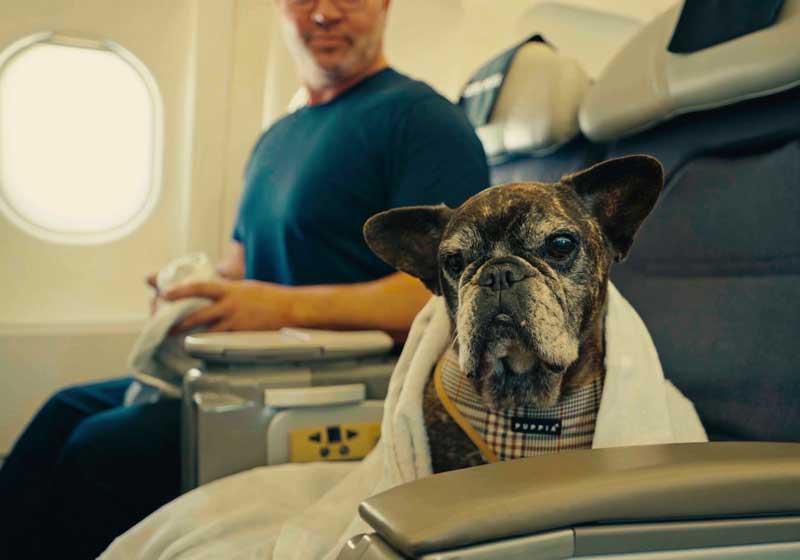 Virgin Australia Pets in Cabin Flights: 6 Expert Questions to Ask Before You Fly With Your Pet