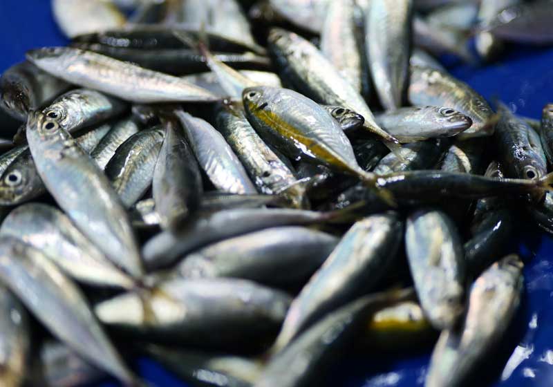 Ring in the New Year with a Full (and Fortunate) Plate